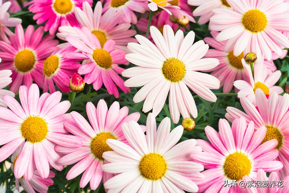 一丛黄菊花图片欣赏,五颜六色姹紫嫣红的鲜花