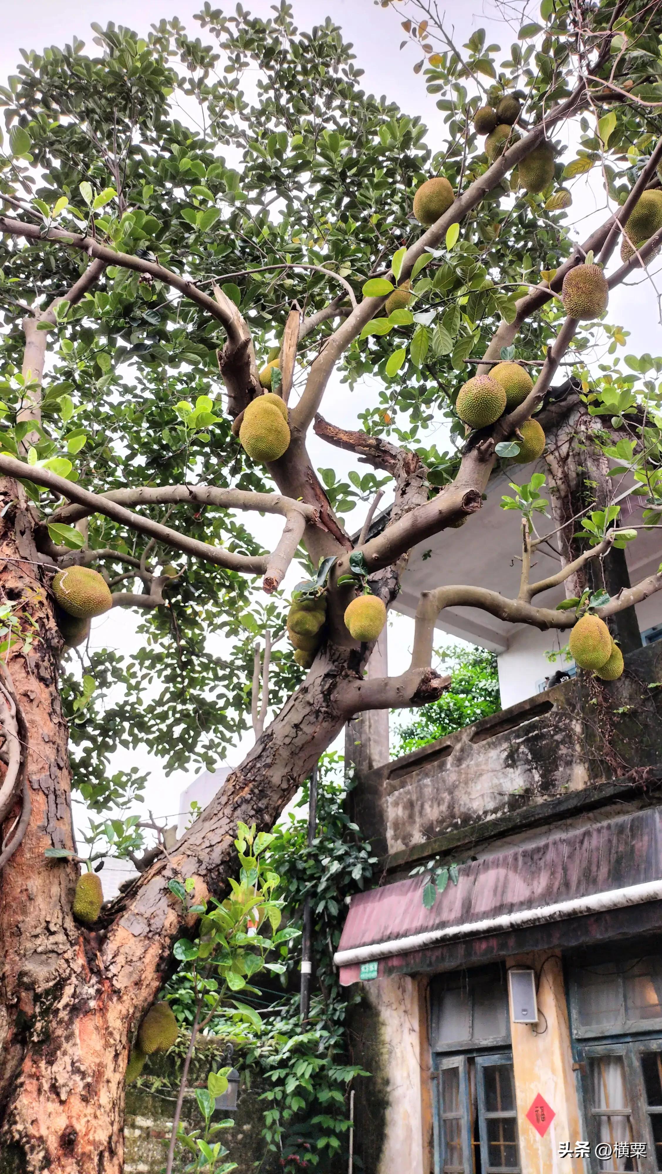 珠海唐家湾有什么好玩的地方,珠海唐家湾有什么