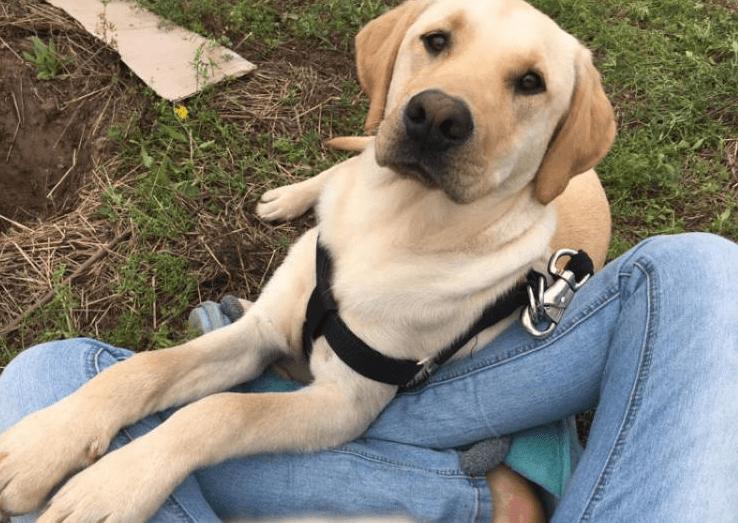 养什么狗好不咬人又温顺又聪明,哪种狗性格温顺安静而且忠于主人