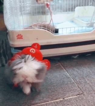 自从养了猫家里都是毛毛,自从养了猫家里出现了好多蚂蚁