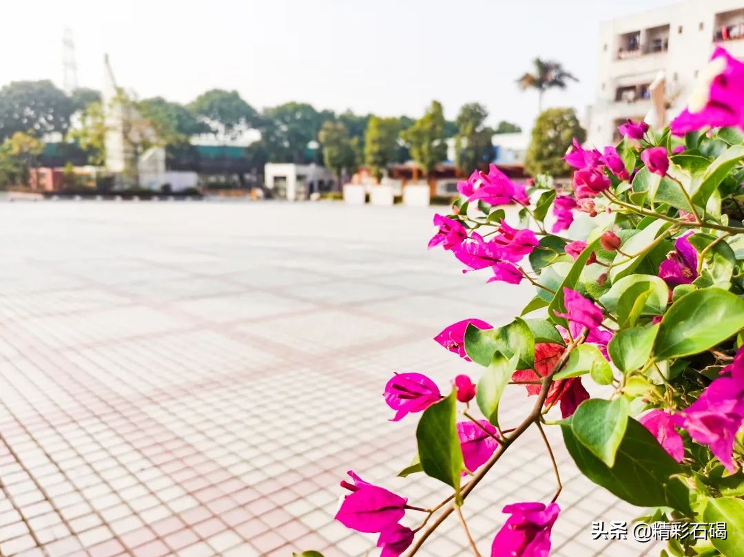 东莞石碣信息技术学校招生信息,石碣四海学校收费标准