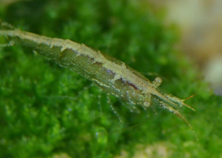 吡螨胺对以掌肢新米虾、泉膀胱螺和金鱼藻为主的生态系统的影响