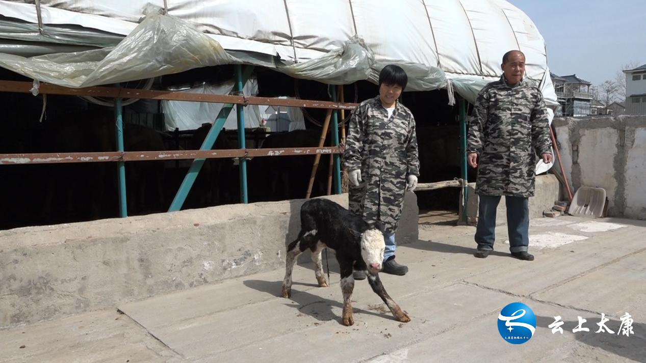 返乡创业当新农人,返乡当牛倌带着牧民共致富