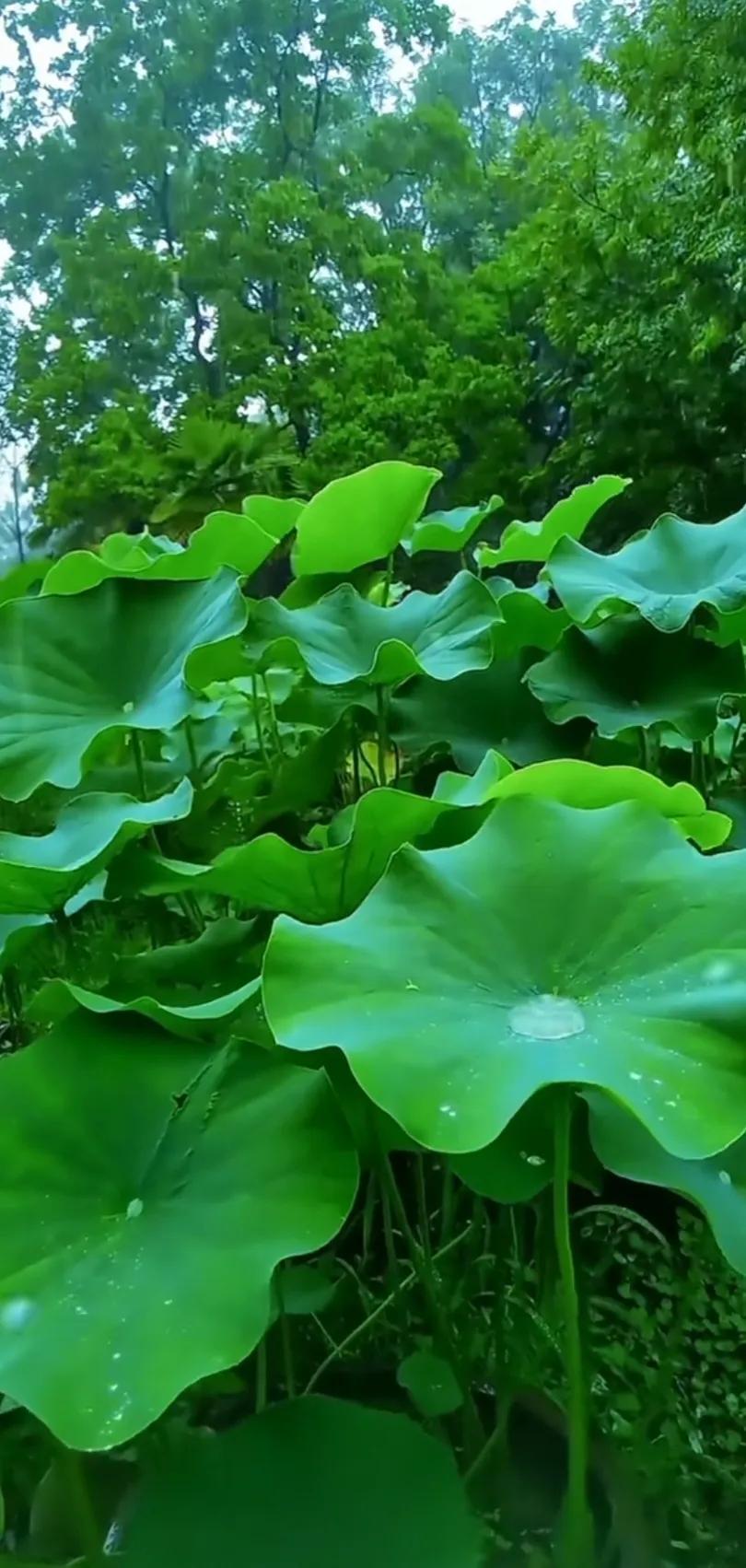 夏日美丽的荷花图片,荷花图片配上字映日荷花别样红