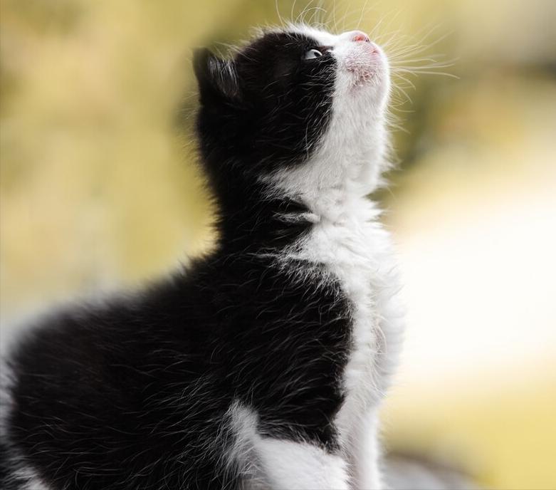 这5种猫堪称白眼狼养了也白养,猫白眼狼