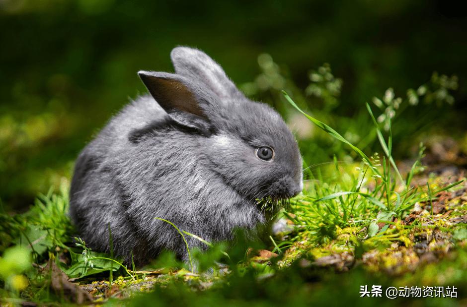 家养兔子和野兔有什么区别,穴兔与野兔有什么区别