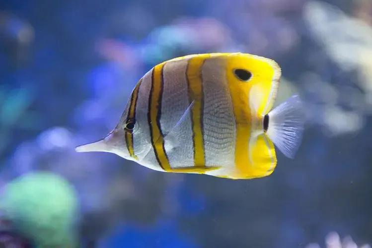 各种漂亮鱼的名称及图片,漂亮可爱的海水观赏鱼