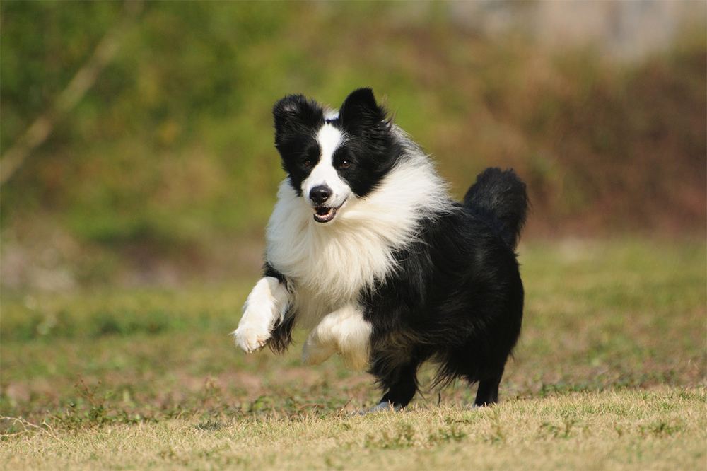 边牧这么聪明为什么养得那么少,陨石边牧缺点和优点