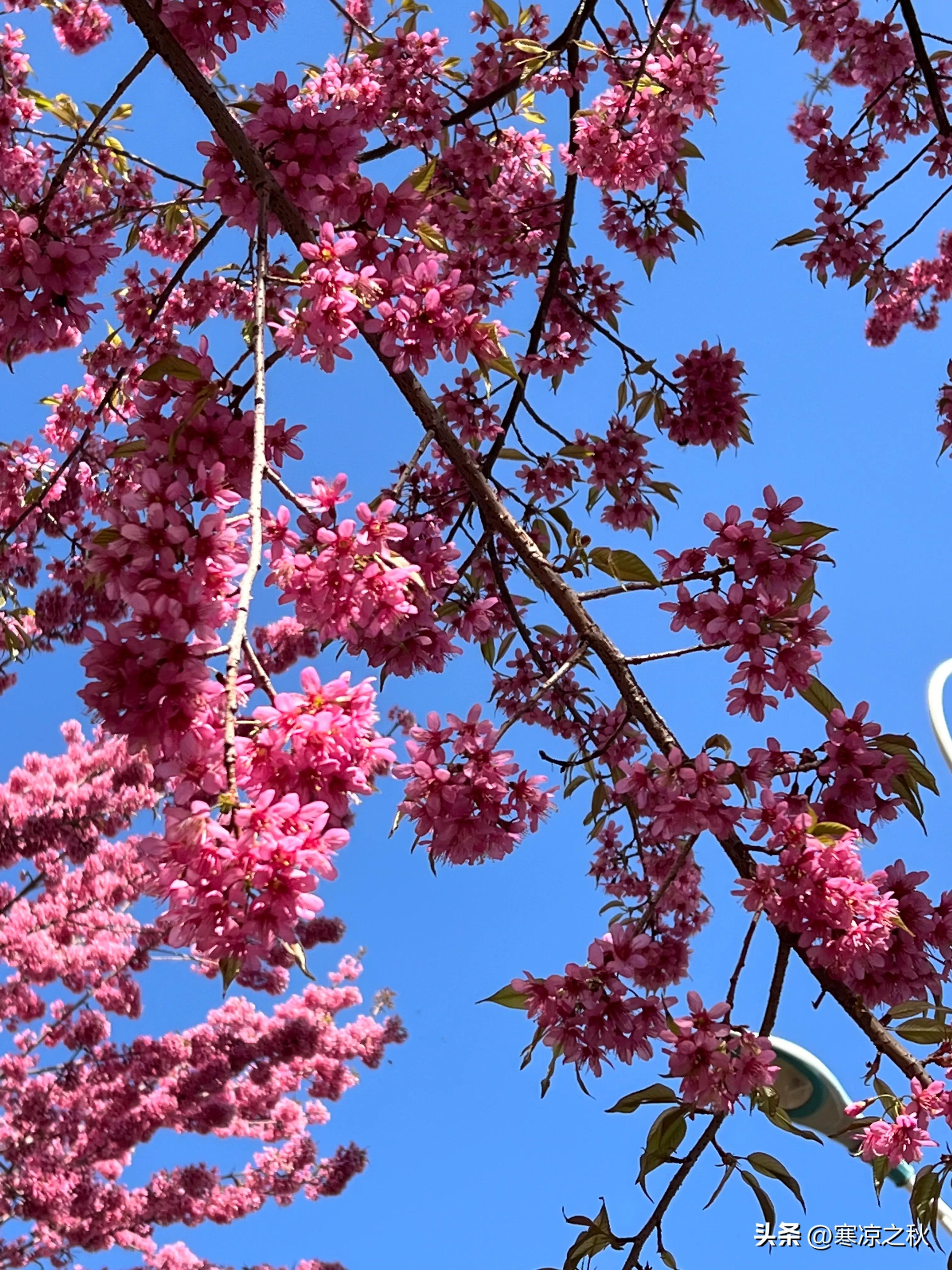 昆明市是靠旅游发展的吗,昆明旅游业对昆明经济的影响