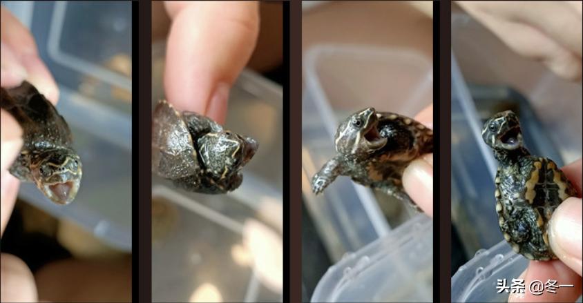 乌龟初学者,乌龟新手入门教程视频