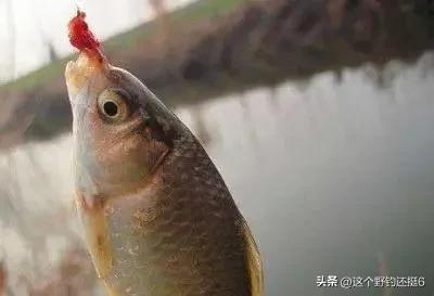 西南风鱼不开口什么风最适合钓鱼,为何西南风鱼不好钓