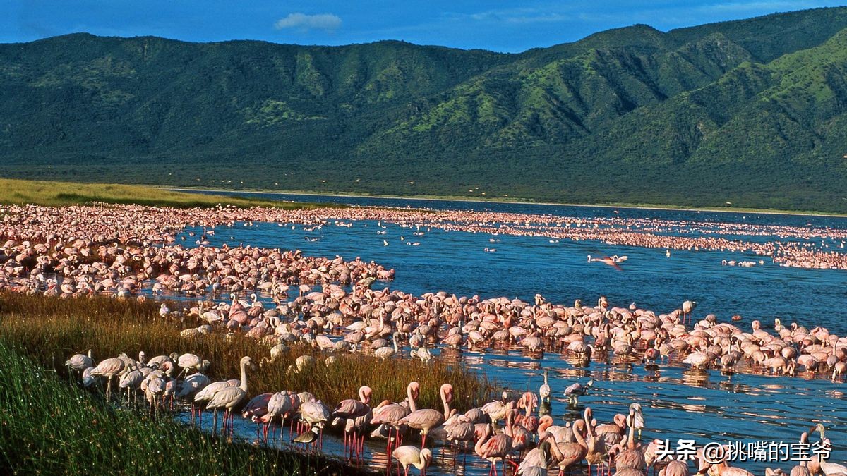 同在非洲大陆，同胞国家忍饥挨饿，它还出口牛油果、芝麻到中国