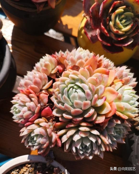 多肉怎么用叶片繁殖,多肉几月份适合砍头或叶插