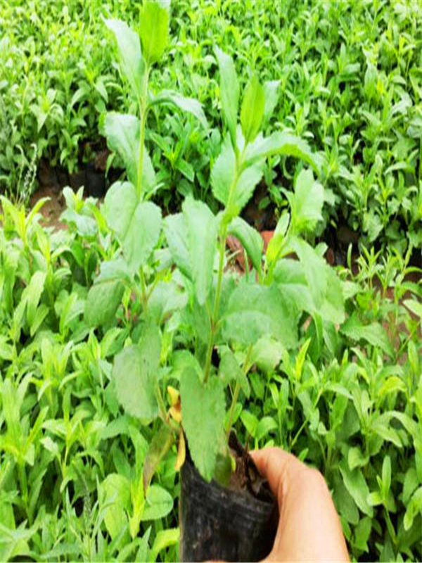 薄荷的功效与作用吃法大全,薄荷的功效与作用和主治