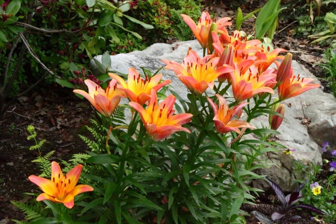 可以入药的百合品种,百合种类名称及图片及花语