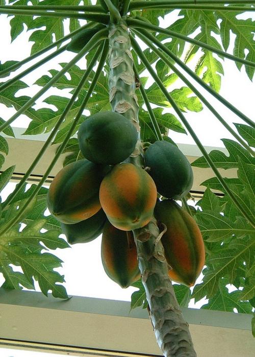 番木瓜是什么样子的,番木瓜是果树吗