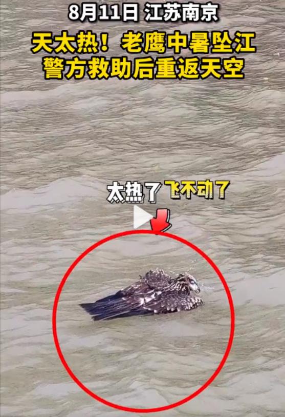 遭不住的高温天气,蛇被热中暑