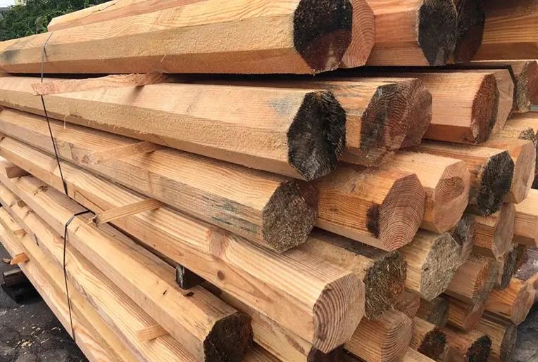 智利松和辐射松区别,辐射松的种类