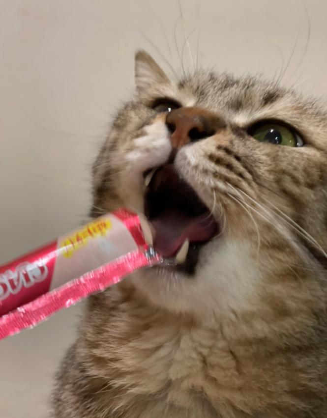 哈哈哈这些猫咪cospaly好怪，再看一眼，还是好怪