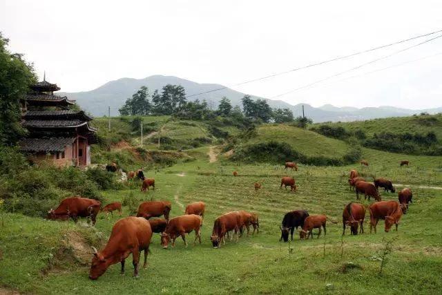 夏天的重庆是一个巨大的森林氧吧,重庆有哪些地方被评为天然氧吧