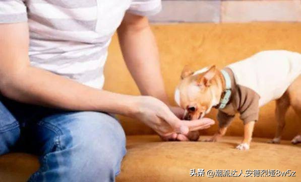 孩子被小动物咬伤后怎么处理,被流浪狗咬伤后正确处理方式