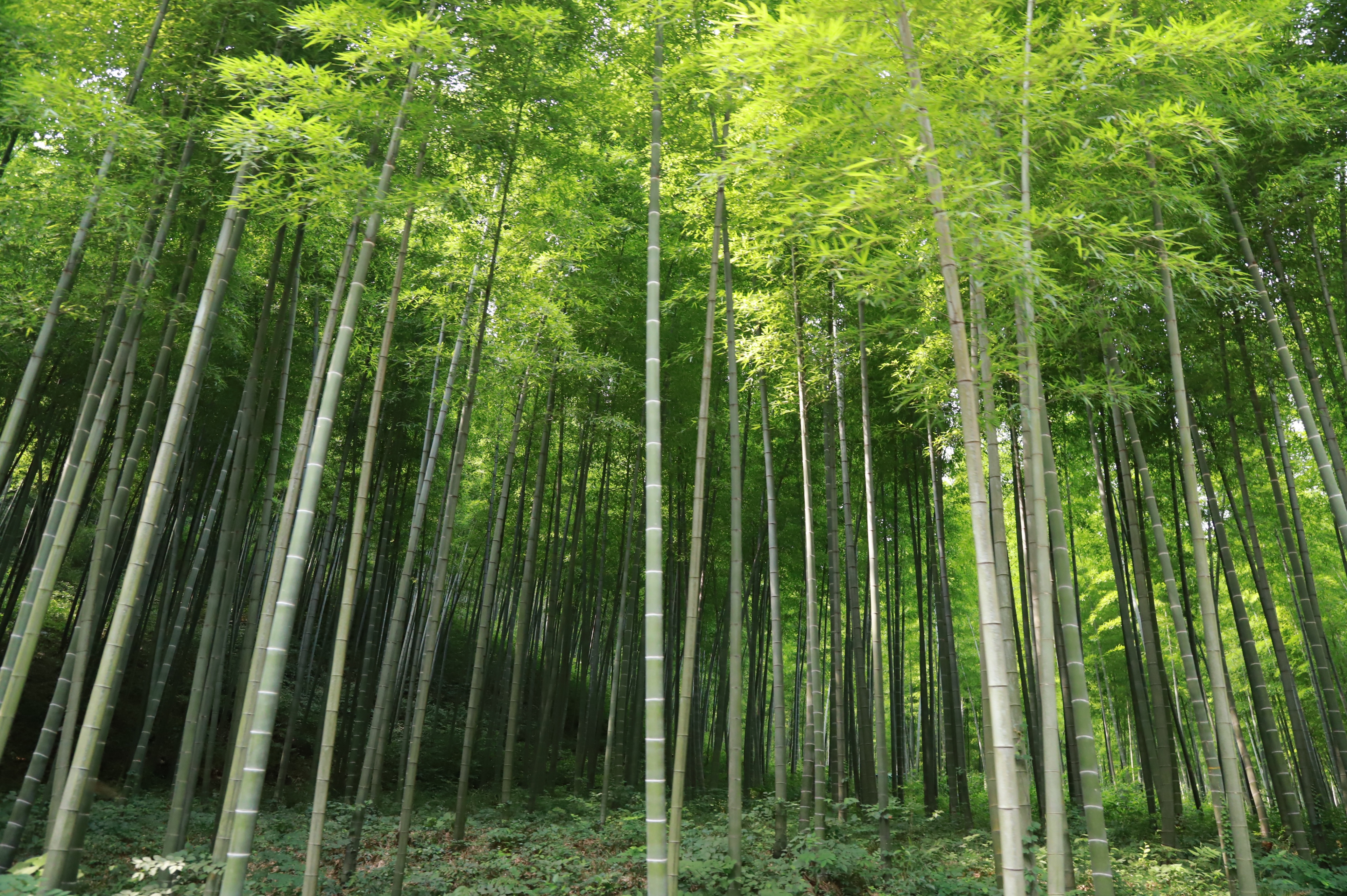 南山竹海自驾线路怎么走,去南山竹海旅游攻略路线推荐