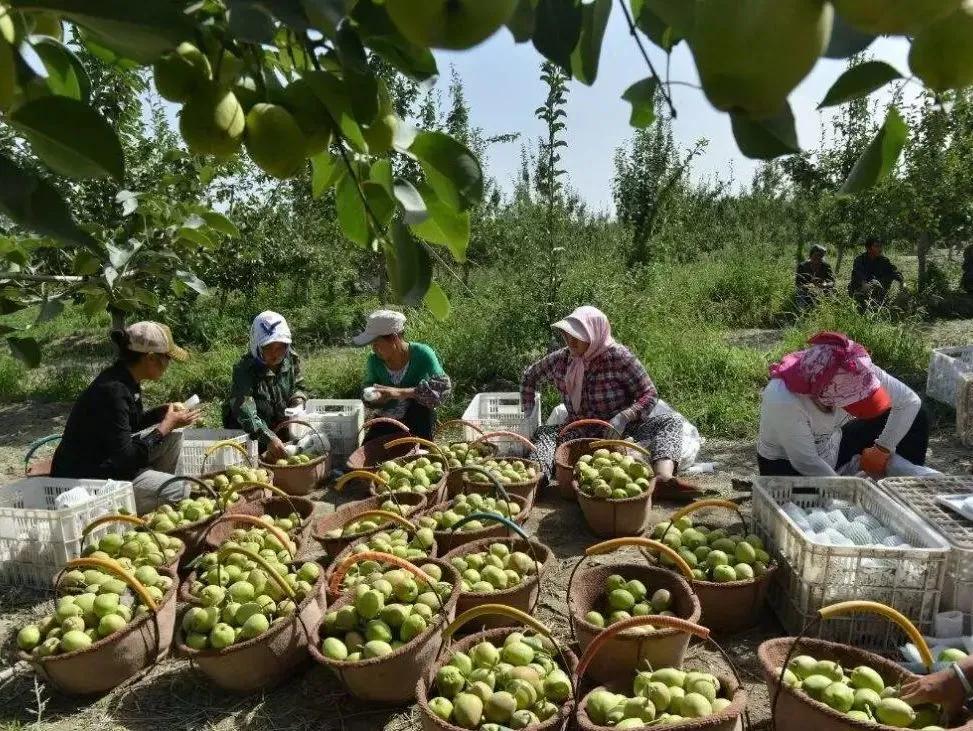 库尔勒香梨潼关肉夹馍,库尔勒香梨协会维权事件
