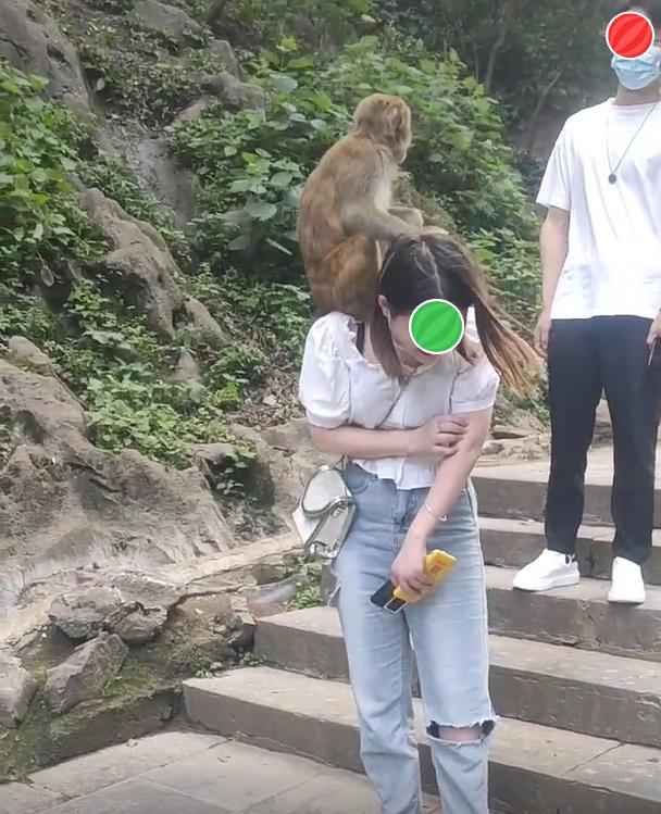 女子和男友去景区游玩，被猴子爬到肩膀上揪头发，男友却无动于衷