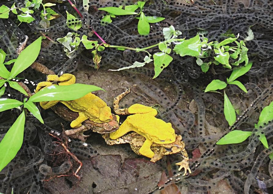 云南独龙江大量金蟾集结，网友：此乃祥瑞之兆，见金蟾就发大财！