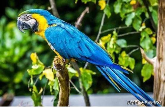 每日一动物：金刚鹦鹉【jīngāngyīngwǔ】