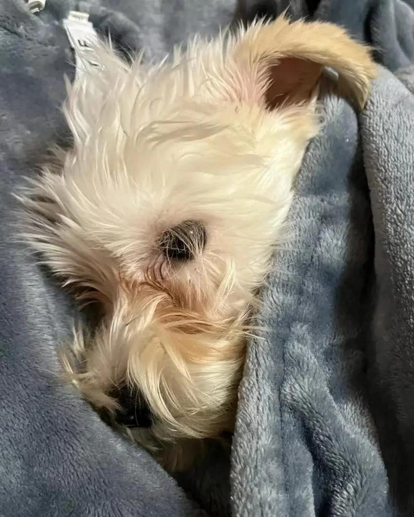 没有耐心千万别养这几种狗,这5种狗怎么感觉很少人养