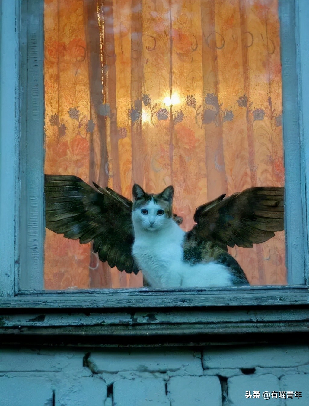 公鸡：他们在做啥午餐？猫：你老婆炖土豆