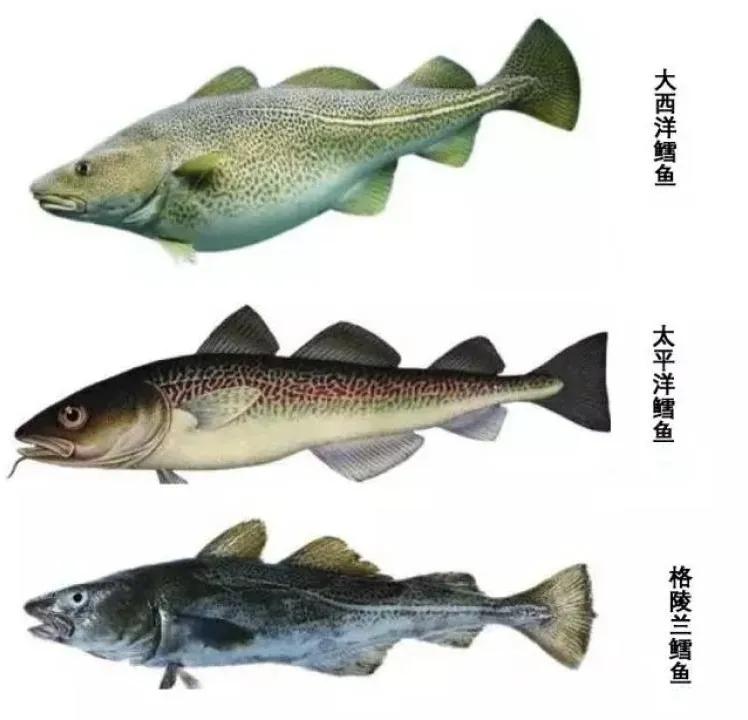 鳕鱼辅食8-9个月鳕鱼肠,鳕鱼宝宝的家常做法