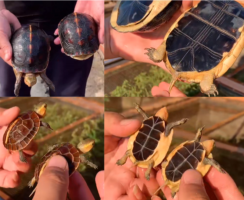 黄缘龟三年90克能分辨出公母吗,三年左右黄缘龟公母怎么区分