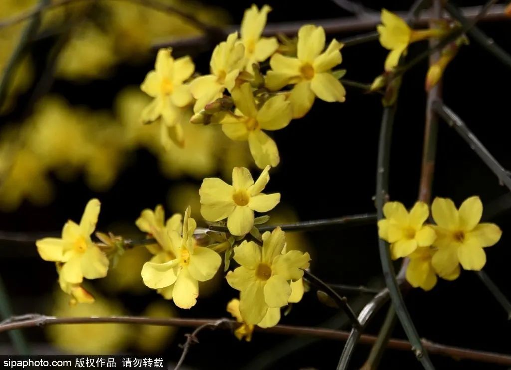 海淀公园春季赏花指南|迎春花、山桃花、玉兰花、樱花、连翘、碧桃、山杏、榆叶梅、海棠，全都有！
