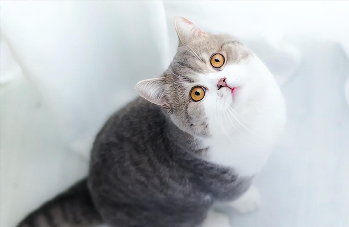 猫咪调理肠胃益生菌,猫咪肠胃不好怎么调理