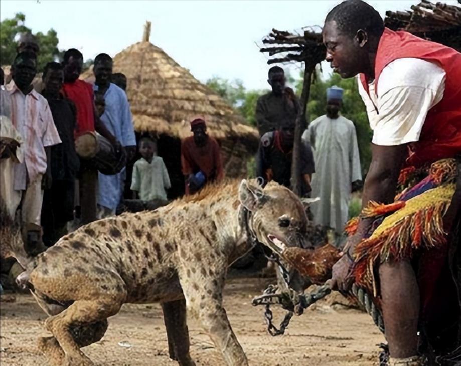 狮子都怕的鬣狗！靠掏肛术称霸非洲，实属无奈之举？
