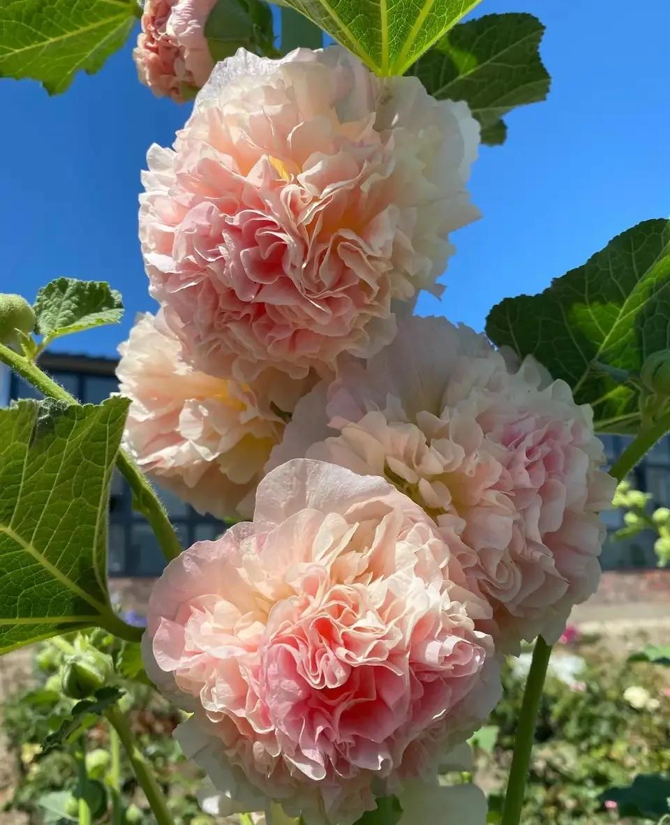 养花大全牡丹花如何养护,4种花好养又漂亮比牡丹美