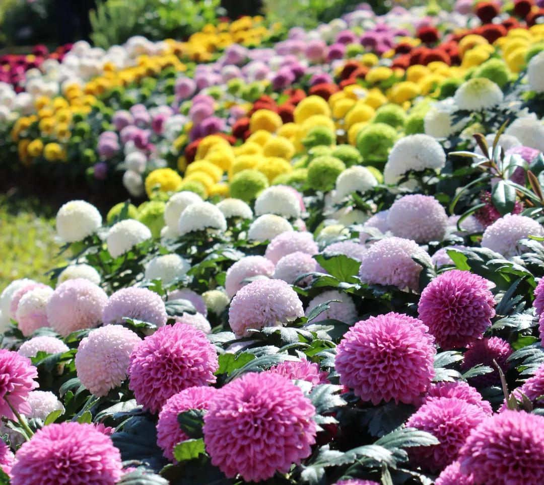 66万盆菊花东湖公园菊花展,东湖公园菊花展有哪些菊花