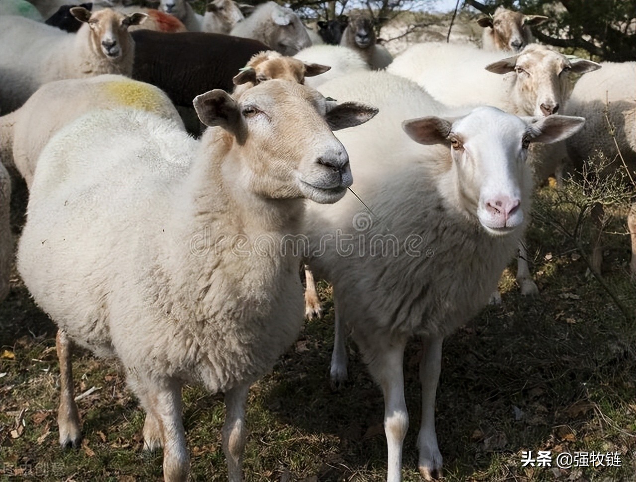 如何解决羊蹭墙,羊蹭墙是怎么回事