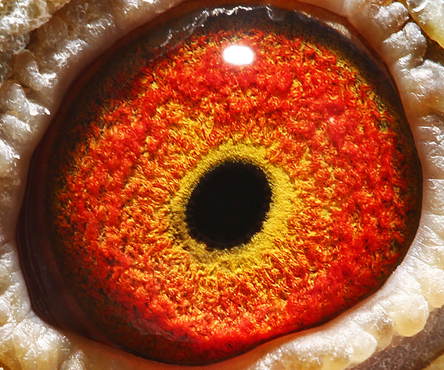 2023年国内公棚春赛冠军鸽合集，都是些什么鸽子？