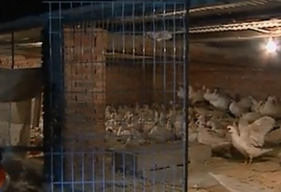 黑天鹅被盗事件,天鹅失踪事件