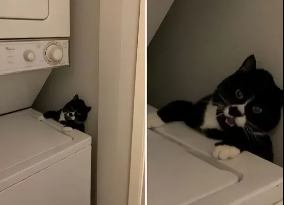 别人家的猫是液体还是固体,猫都是水做的