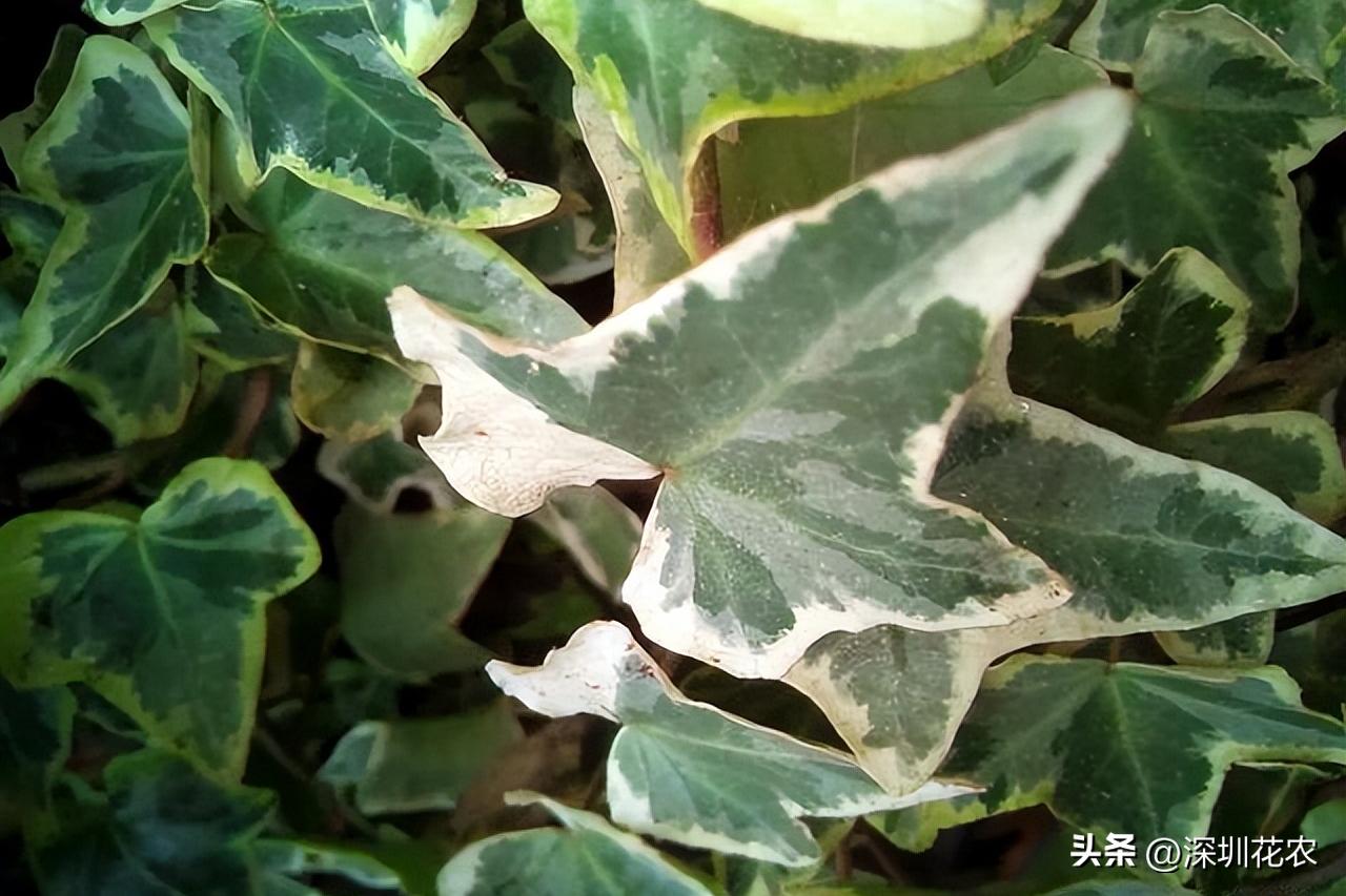 吸收甲醛的最好植物长藤,净化空气最佳植物常春藤