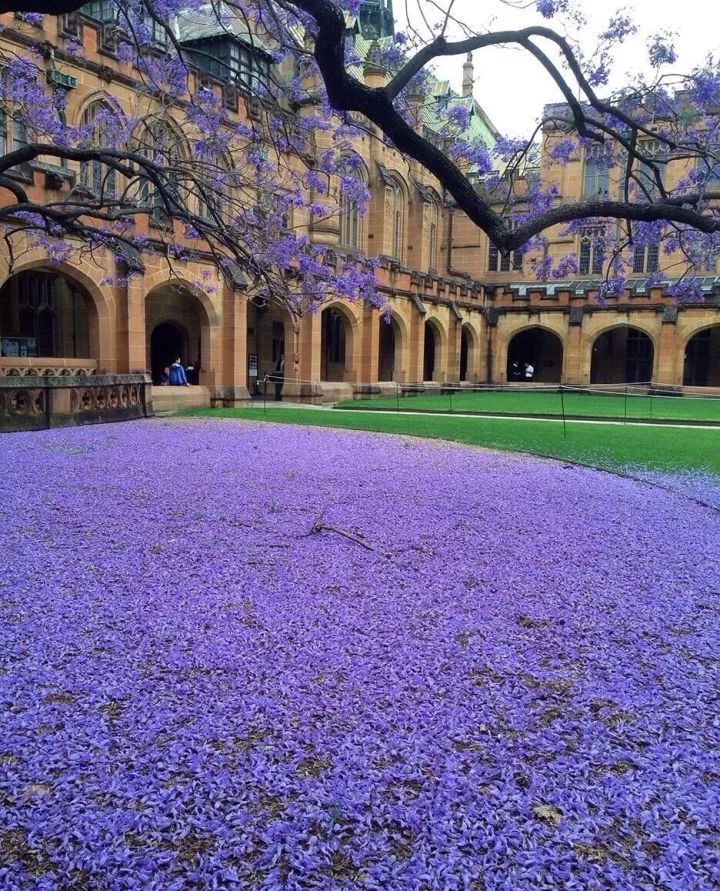 看世界最美大学的样子,全球最美大学