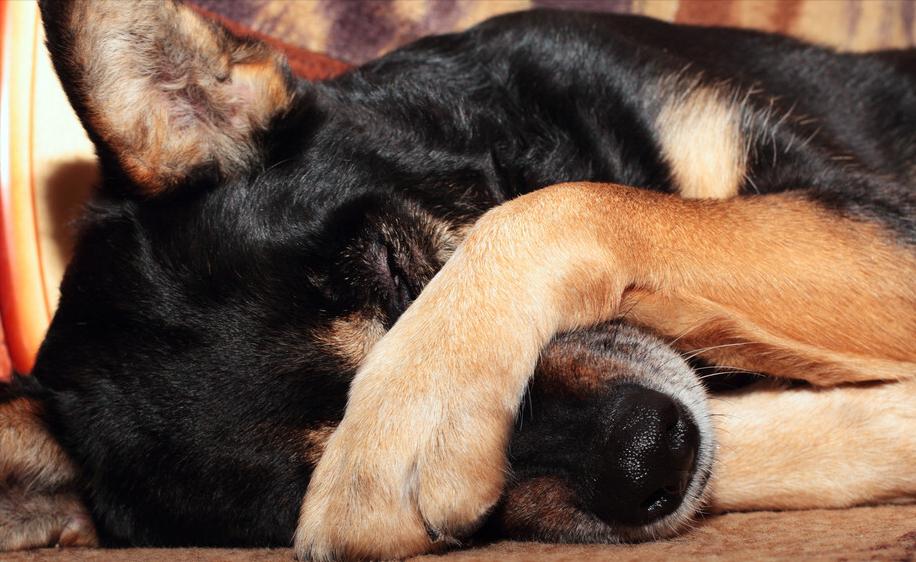 狗狗半夜哭叫要送走吗,狗狗半夜哀嚎像哭一样预兆着什么