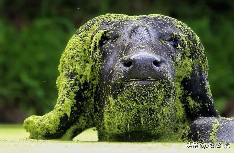 10种最罕见的神秘生物,35种罕见生物照片