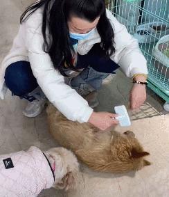 疫情期间怎样给宠物狗消毒,家有狗狗别乱消毒