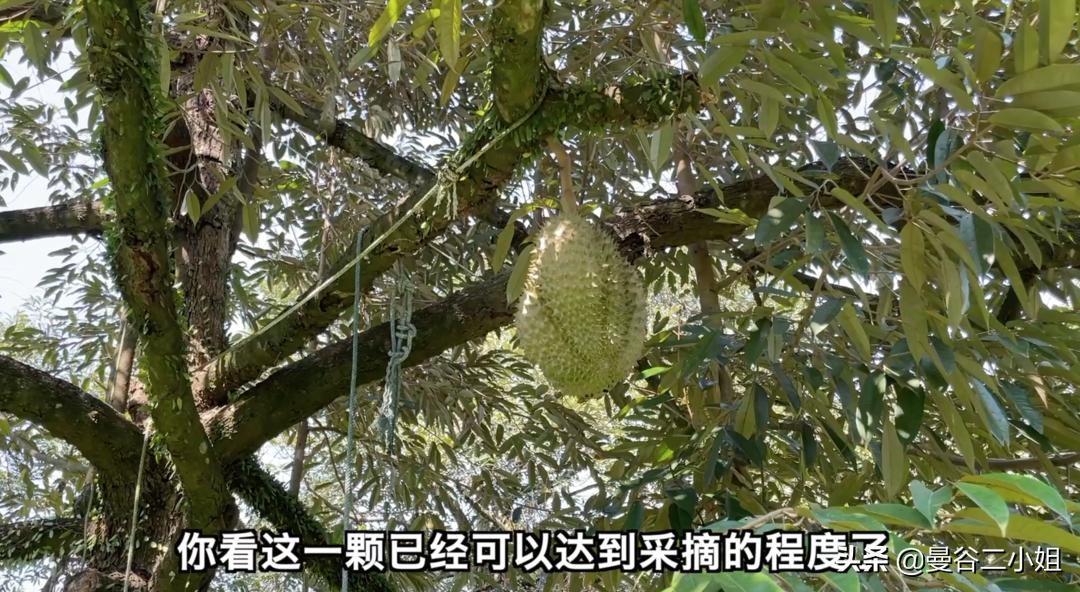 榴莲园带你看越南最美的榴莲,去泰国榴莲园里摘榴莲