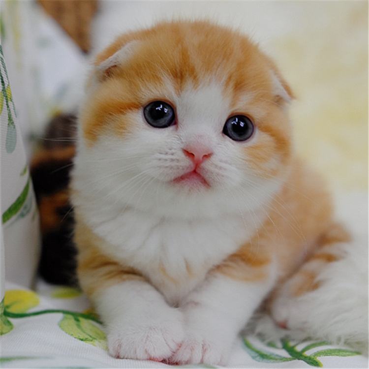 这几种猫最费钱有钱人才养得起,这几种烧钱的猫已被淘汰难养得起